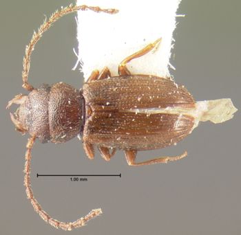 Media type: image;   Entomology 6787 Aspect: habitus dorsal view